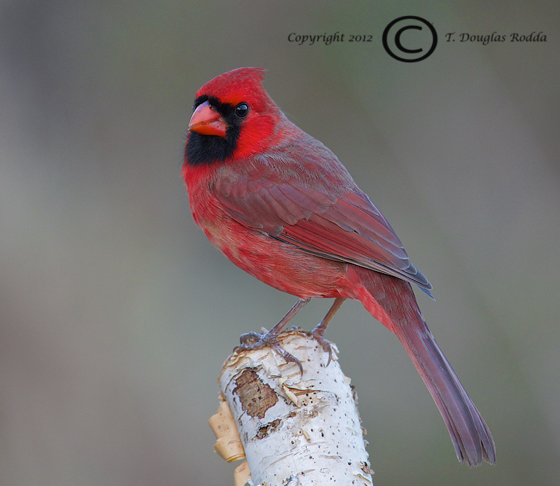 Cardinal